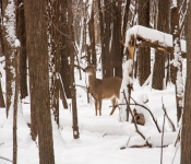 2019 02 FortSnelling 003